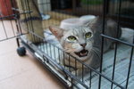 Handsome - Russian Blue + Tabby Cat