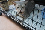 Handsome - Russian Blue + Tabby Cat