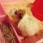 Maro - Guinea Pig Small & Furry