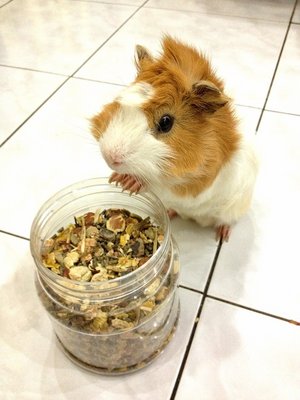 Maro - Guinea Pig Small & Furry