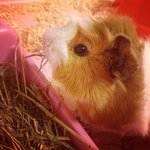 Maro - Guinea Pig Small & Furry