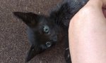 Usain Bolt - Bombay Cat