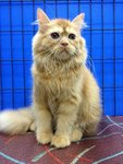 Aragon - Persian Cat