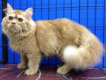 Aragon - Persian Cat