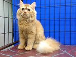 Aragon - Persian Cat