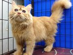 Aragon - Persian Cat