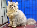 Betty - Persian Cat