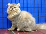 Betty - Persian Cat