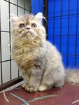 Betty - Persian Cat