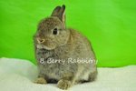 Netherland Dwarf - Chestnut 24 - Netherland Dwarf Rabbit