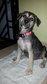 Ipoh - Mickey  - Mixed Breed Dog