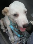 White puppy in car