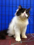 Ronald - Persian Cat