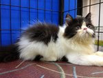 Ronald - Persian Cat