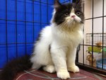 Ronald - Persian Cat