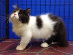 Ronald - Persian Cat