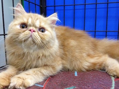 Romeo Of Cherry Berry - Persian Cat