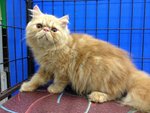 Romeo Of Cherry Berry - Persian Cat