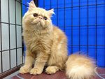 Romeo Of Cherry Berry - Persian Cat