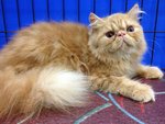 Romeo Of Cherry Berry - Persian Cat