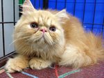 Romeo Of Cherry Berry - Persian Cat