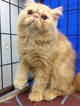 Romeo Of Cherry Berry - Persian Cat