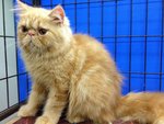 Romeo Of Cherry Berry - Persian Cat