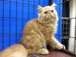 Romeo Of Cherry Berry - Persian Cat