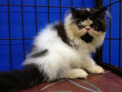 Akamura Oreo Of Cherry Berry - Persian Cat