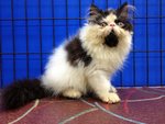 Akamura Oreo Of Cherry Berry - Persian Cat