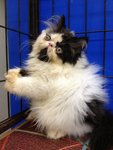 Akamura Oreo Of Cherry Berry - Persian Cat