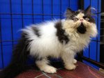 Akamura Oreo Of Cherry Berry - Persian Cat