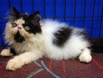 Akamura Oreo Of Cherry Berry - Persian Cat