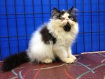 Akamura Oreo Of Cherry Berry - Persian Cat