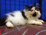 Akamura Oreo Of Cherry Berry - Persian Cat