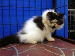 Akamura Oreo Of Cherry Berry - Persian Cat