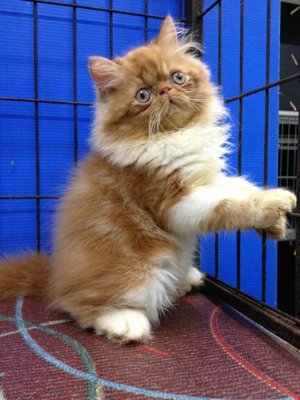 Master Jojo Of Cherry Berry - Persian Cat