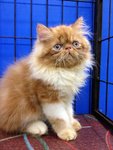 Master Jojo Of Cherry Berry - Persian Cat