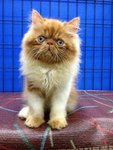 Master Jojo Of Cherry Berry - Persian Cat