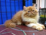 Master Jojo Of Cherry Berry - Persian Cat