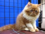 Master Jojo Of Cherry Berry - Persian Cat