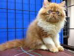 Master Jojo Of Cherry Berry - Persian Cat