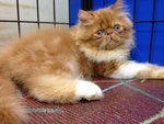 Master Jojo Of Cherry Berry - Persian Cat