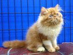 Master Jojo Of Cherry Berry - Persian Cat