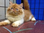 Master Jojo Of Cherry Berry - Persian Cat