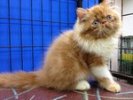 Master Jojo Of Cherry Berry - Persian Cat