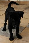 Mr Black - Mixed Breed Dog