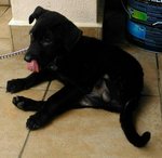 Mr Black - Mixed Breed Dog