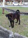 Mr Black - Mixed Breed Dog