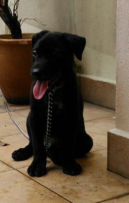 Mr Black - Mixed Breed Dog